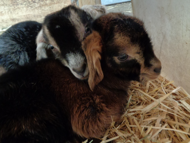 Zwei Ziegenbabys kuscheln sich aneinander.